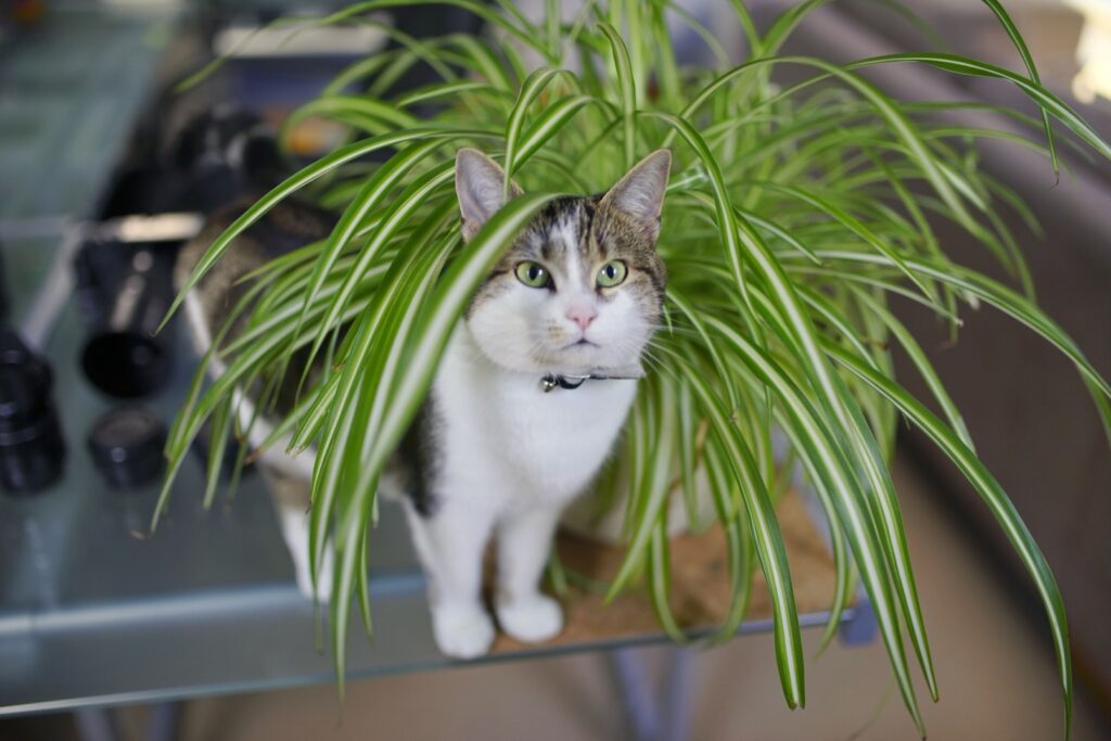 A brown and white tabby cat plays in a spider plant. Learn if spider plants are toxic to cats.