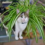 Are Spider Plants Toxic to Cats?