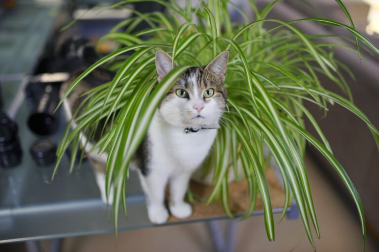 A brown and white tabby cat plays in a spider plant. Learn if spider plants are toxic to cats.