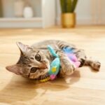 What Do Cats Think About?