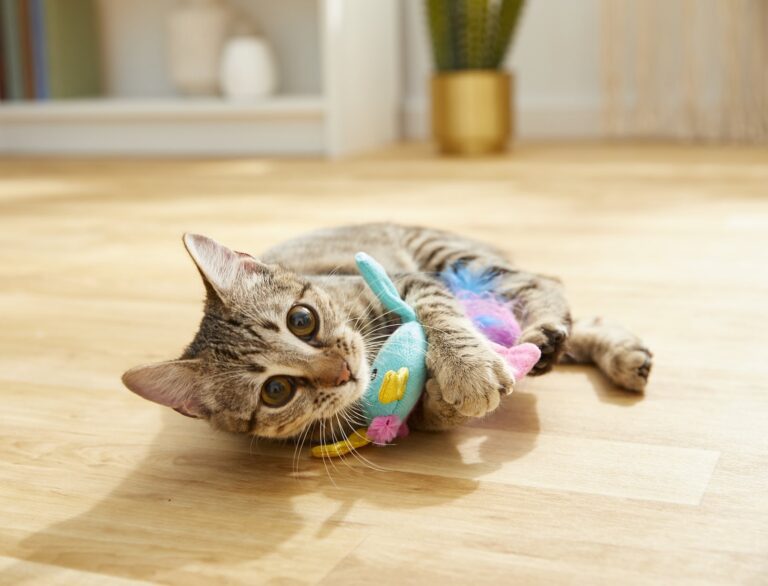 Tabby kitten playing with a toy. Learn what cats think about.