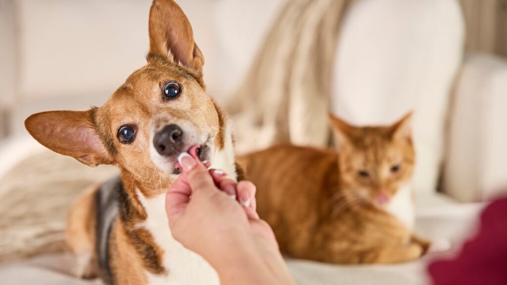 do not crush list: pet parent giving dog a pill with cat in background