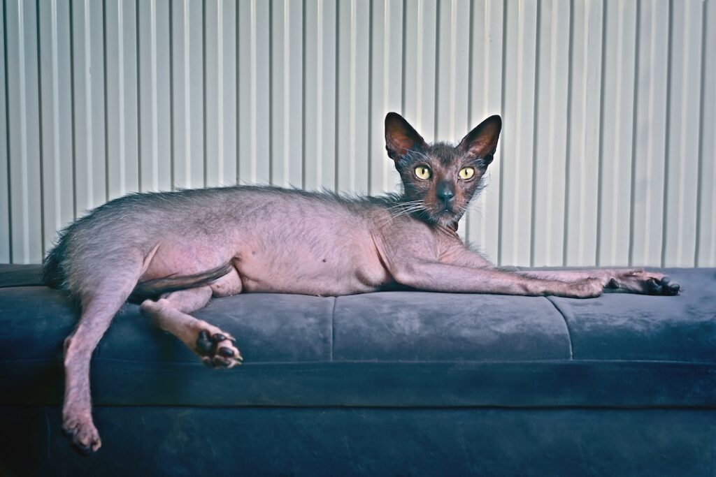 Lykoi cat with sparse black and gray fur lying stretched out on a blue couch.
