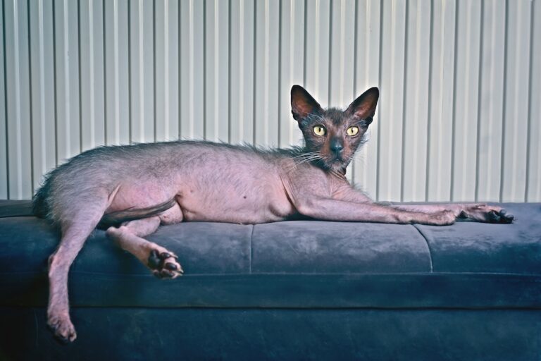 Lykoi cat with sparse black and gray fur lying stretched out on a blue couch.