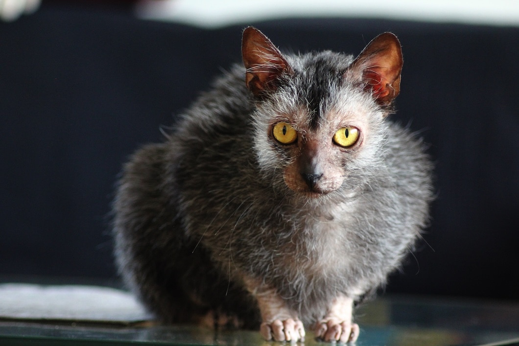 Gray Lykoi cat with sparse facial fur and bright yellow eyes.