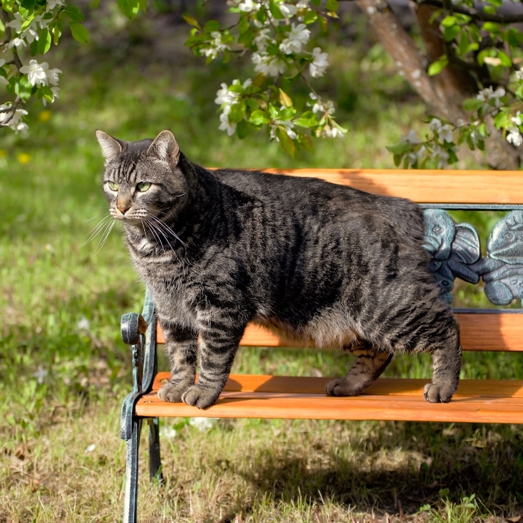Gray Manx cat standing on a wooden bench in a sunny garden.