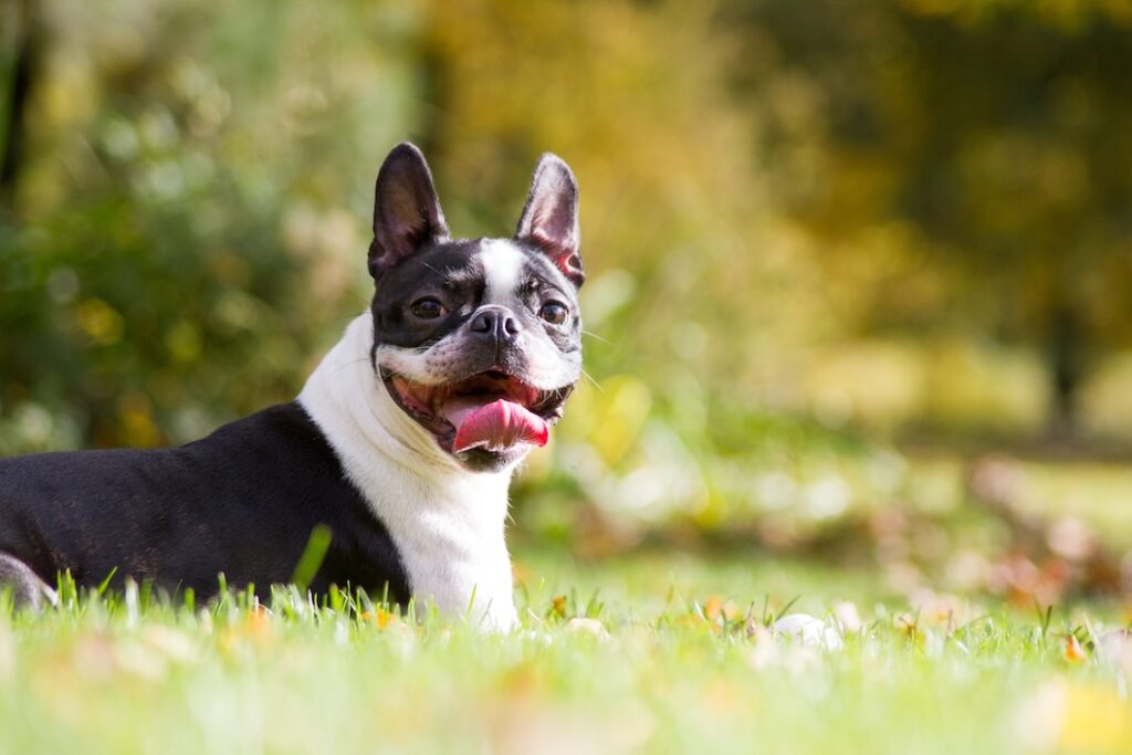 Boston terrier dog in green park