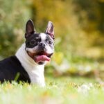 15 All-American Dog Breeds