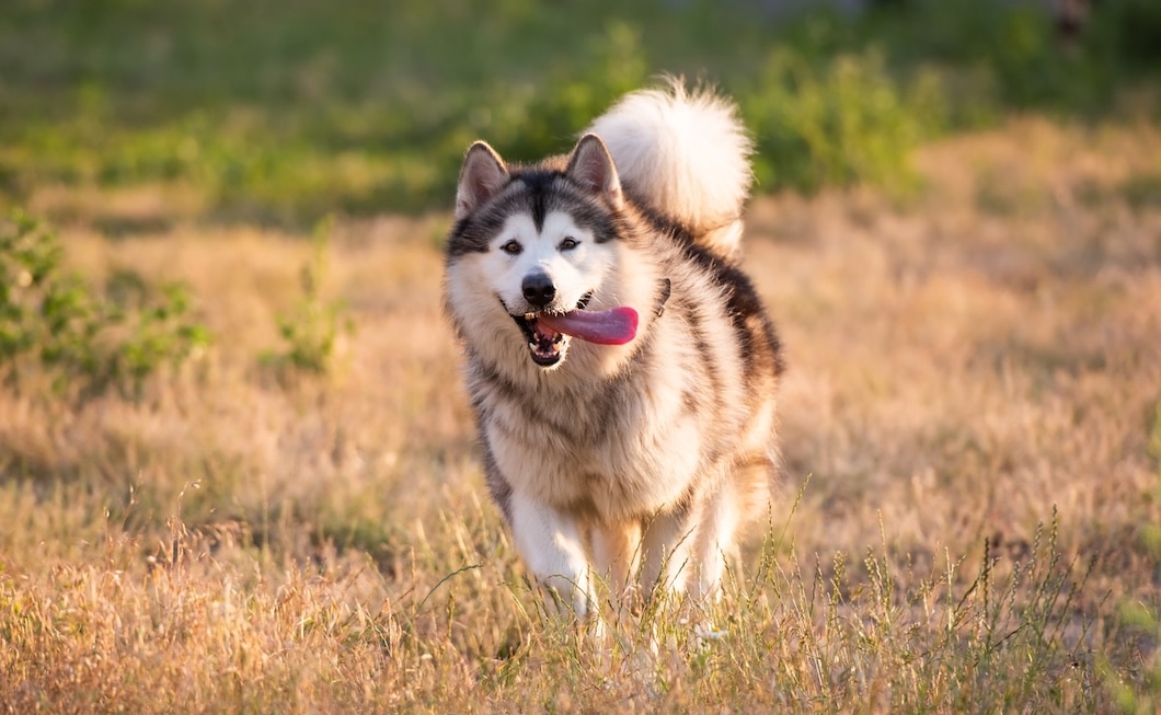 Alaskan Malamute running through a grassy field with its tongue out.