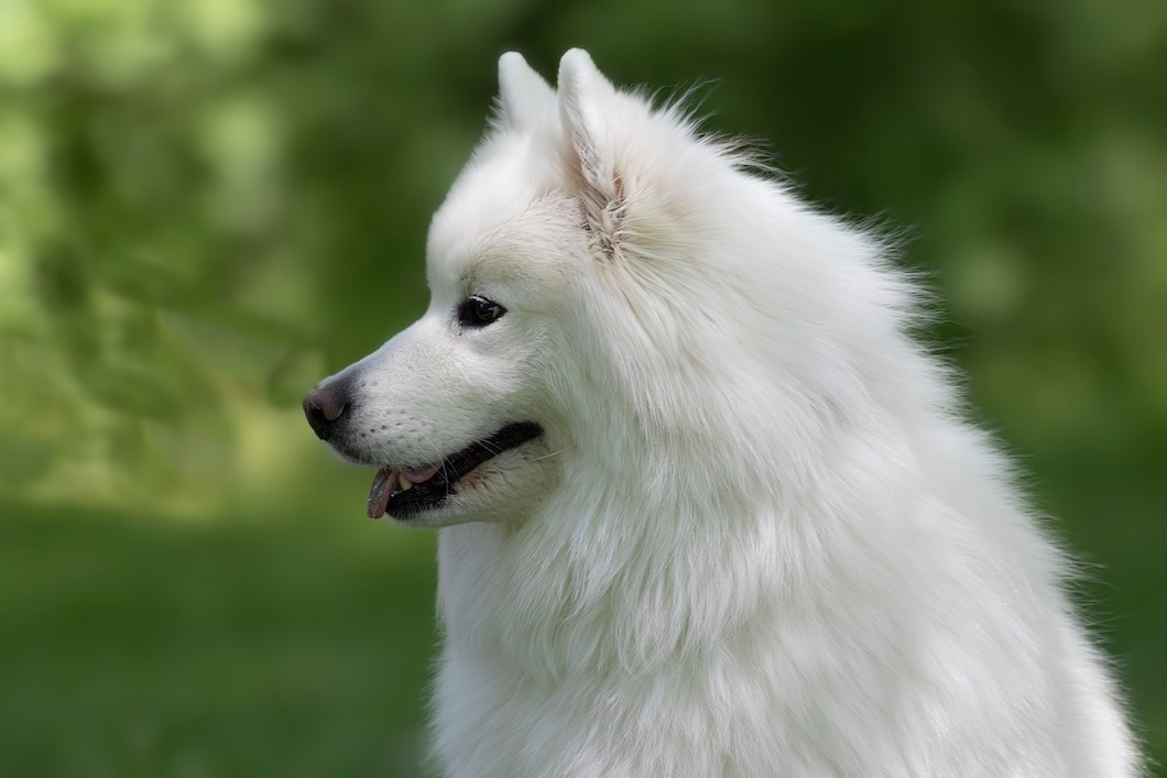 White American Eskimo dog in profile against a blurred green background.