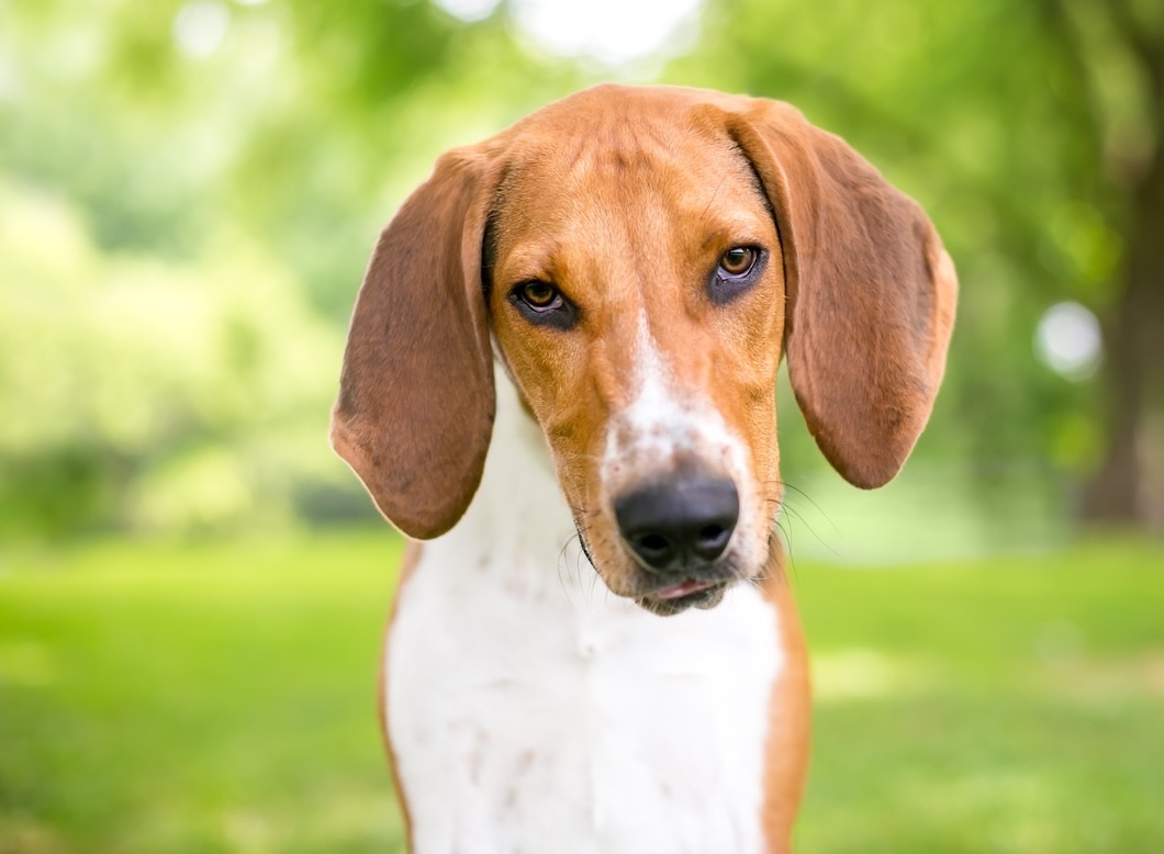 Brown and white American Foxhound looking at the camera outdoors against a blurred green background.