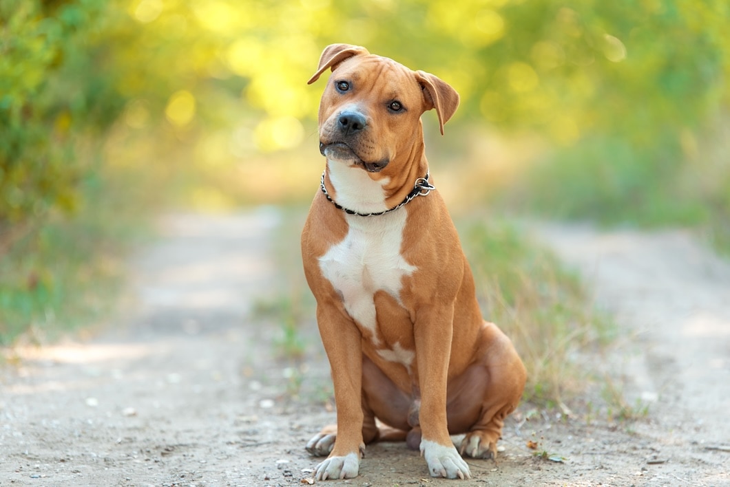 Brown and white American Staffordshire Terrier sitting on a path outdoors.