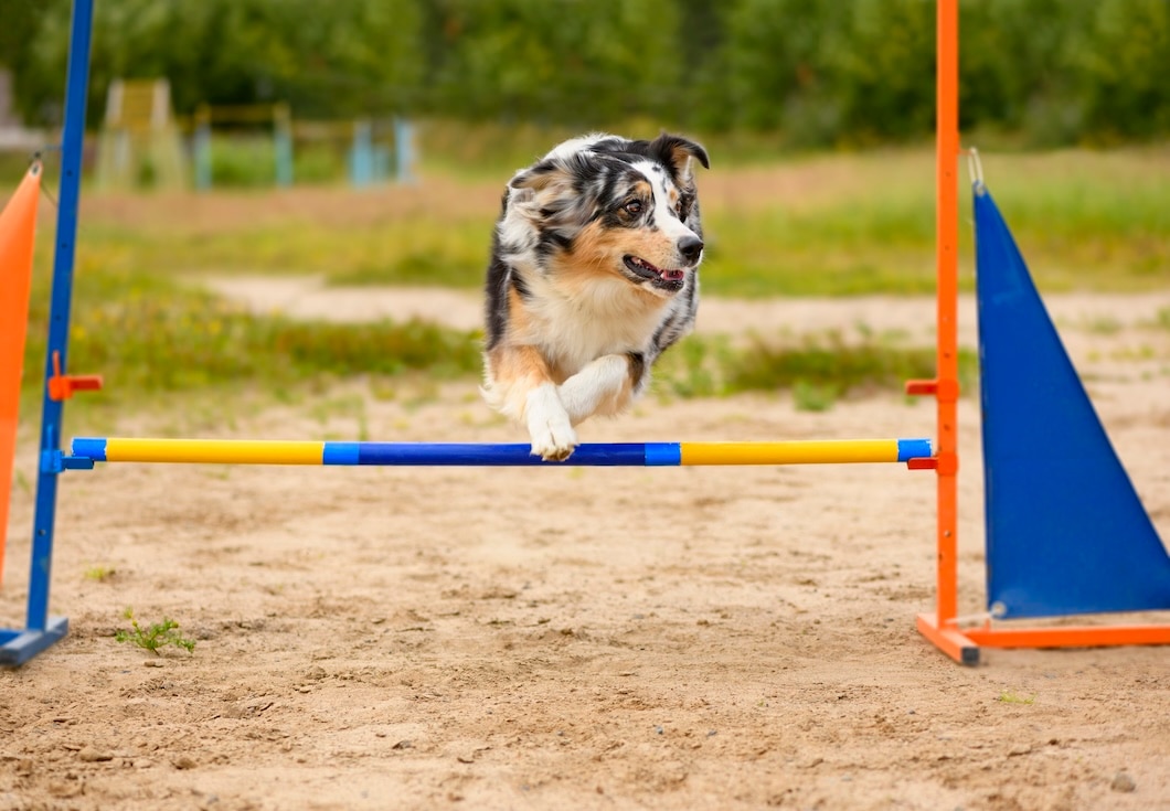 Australian Shepherd jumping over a colorful agility hurdle outdoors