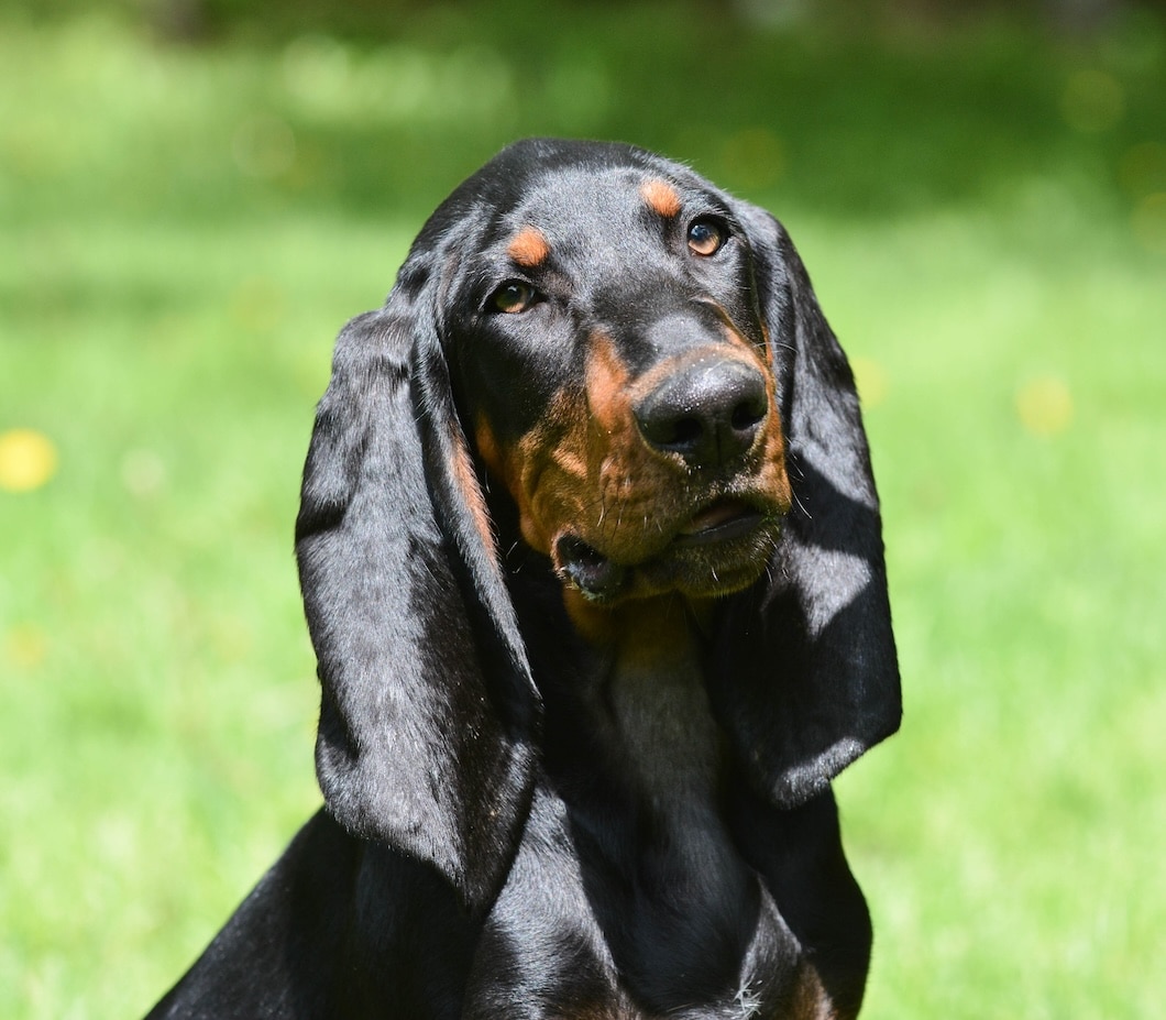 Black and tan coonhound puppy sitting outdoors
