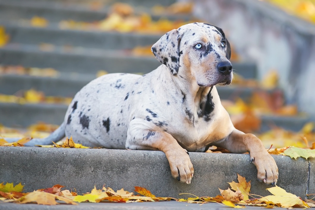 Spotted Catahoula Leopard Dog lying on stone steps.