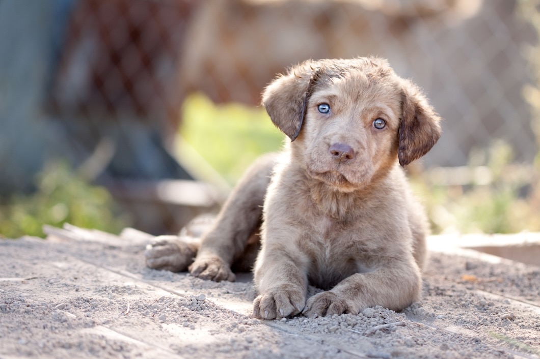 Brown puppy with blue eyes lying on the ground outdoors and looking at the camera.