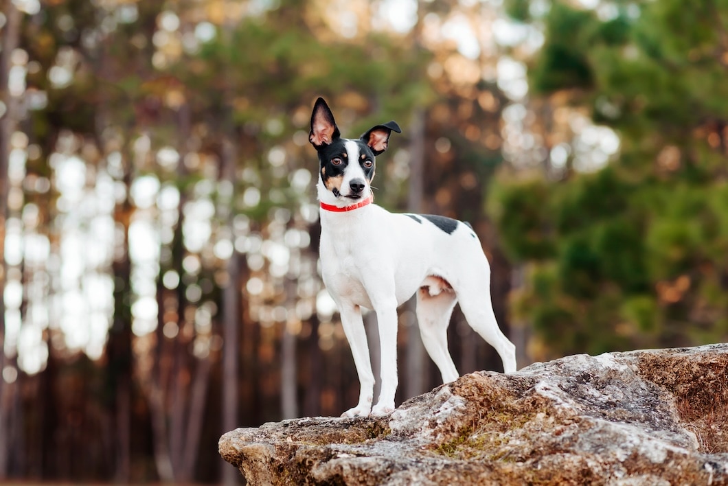 Black-and-white Rat Terrier wearing a red collar stands on a large rock in a wooded park.