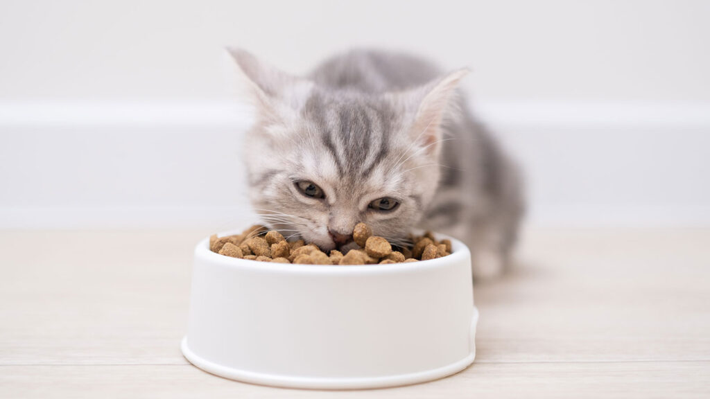 Kitten eating bowl of dry kitten food. The best kitten food is formulated for growth.