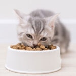 8 Best Kitten Foods in 2026, Vet Recommended