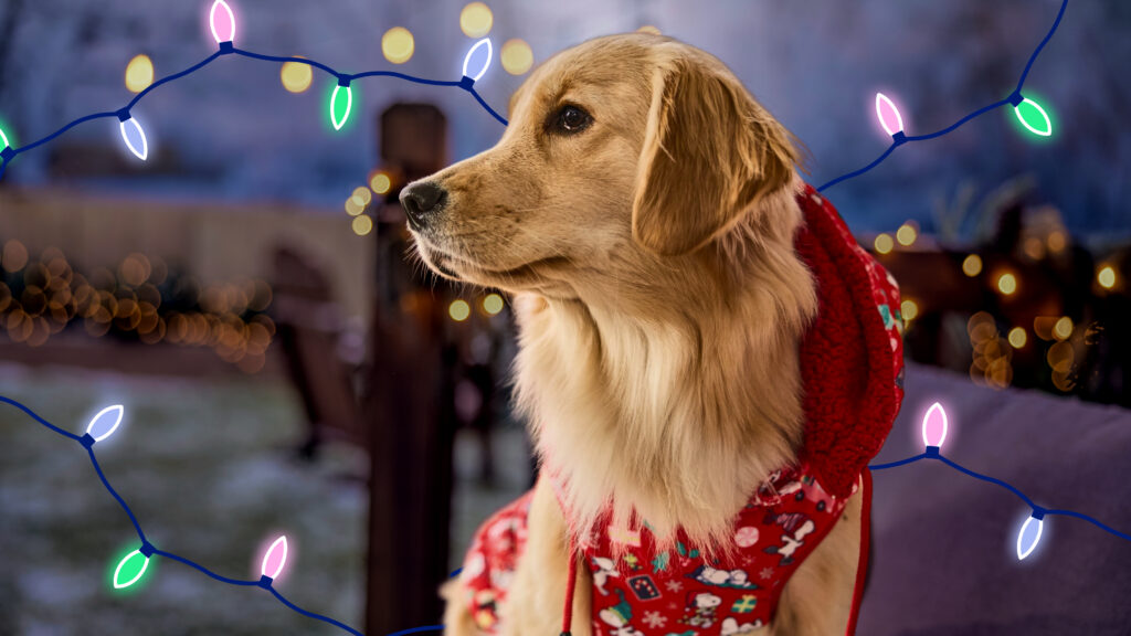 A dog against a backdrop of holiday lights