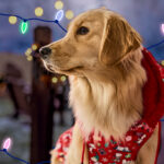 Visiting Dog-Friendly Holiday Light Displays: Tips for a Safe, Fun Night