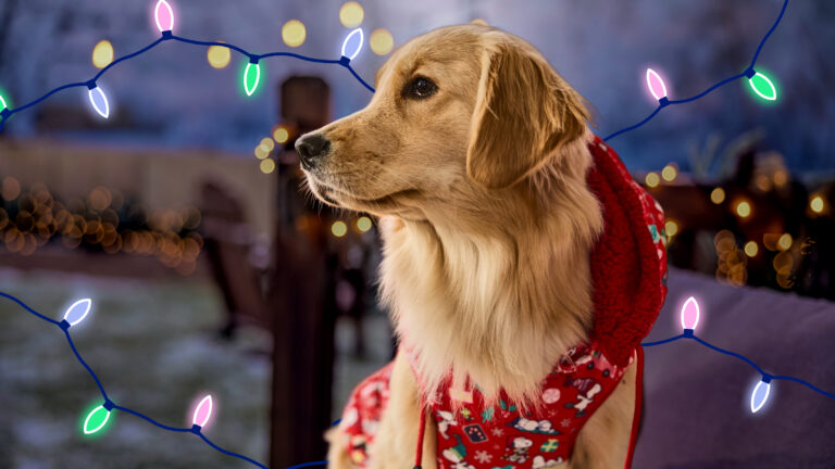 A dog against a backdrop of holiday lights