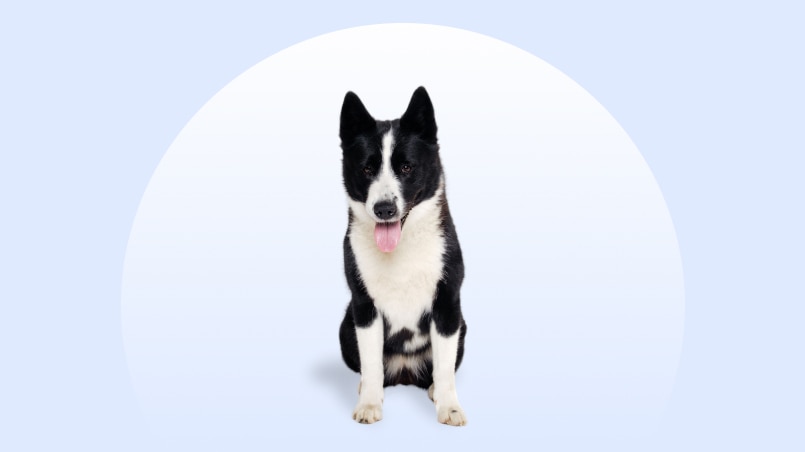 Karelian Bear Dog sitting on an isolated blue background