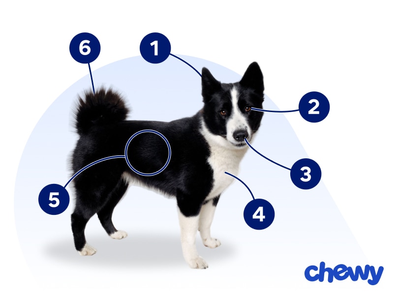 Photo of a Karelian Bear Dog