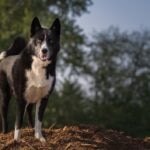Black and white Karelian Bear Dog standing on wood chips in a park