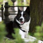 A Karelian Bear Dog lying in grass