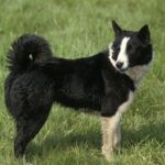 A black and white Karelian Bear Dog standing in grass