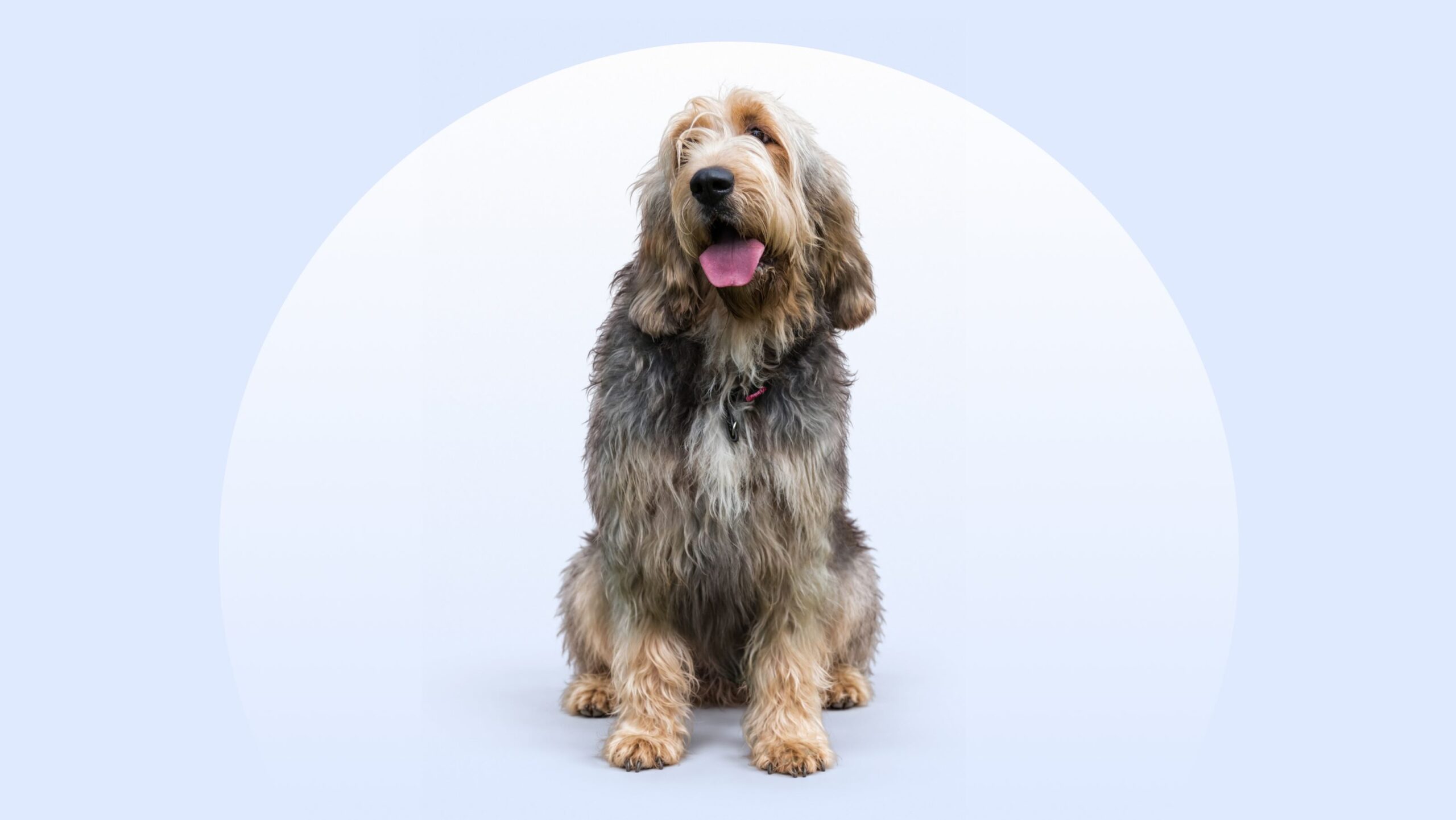 Otterhound sitting on an isolated blue background