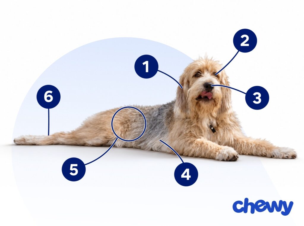 Photo of a Otterhound
