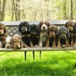 Bench full of Otterhound puppies in a park