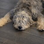 A shaggy Otterhound splooting on the floor