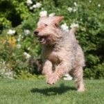 An Ottterhound runs through grass