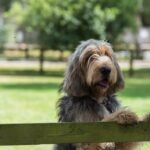 An Otterhound standing against a wooden fence