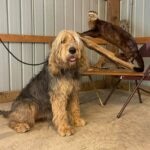 An Otterhound posing next to a taxidermy otter