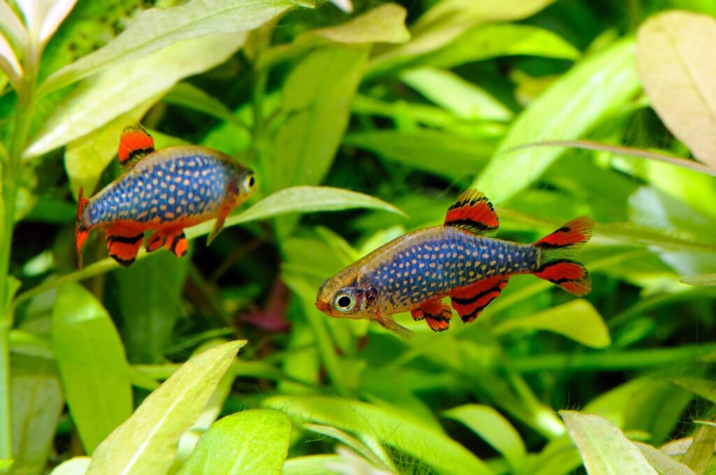 Two Celestial pearl danios chasing each other in an aquarium.