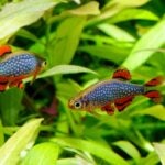 Celestial Pearl Danio Care Guide: Tank Size, Diet and More