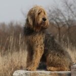An Otterhound sitting outside in front of a field