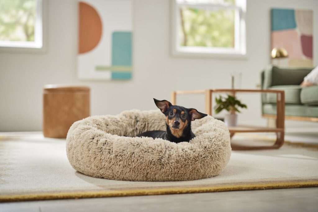 do some dogs prefer being alone: A small black and tan dog is lying in a fluffy, round beige pet bed in a bright, modern living room.