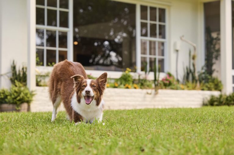 why do dogs bury bones: An Australian Shepherd bows down over a special spot of grass in her front yard.