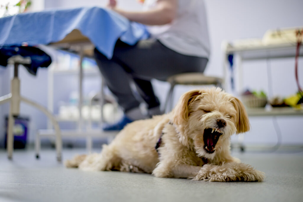 how to induce vomiting in dogs; a dog retches.