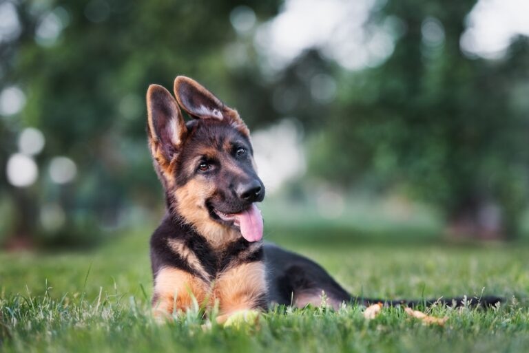 A German Shepherd puppy lies on the grass with its tongue out.