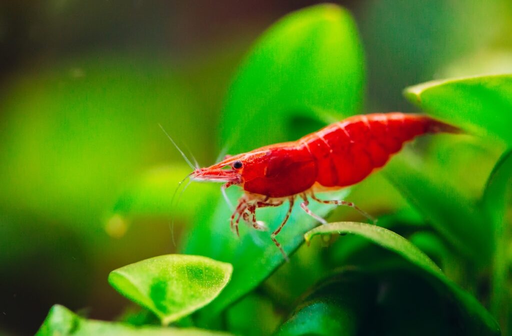 Cherry shrimp in a freshwater planted tank