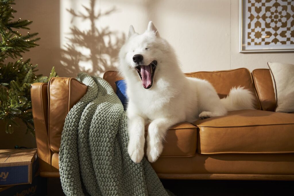 a white yawning Samoyed on a couch